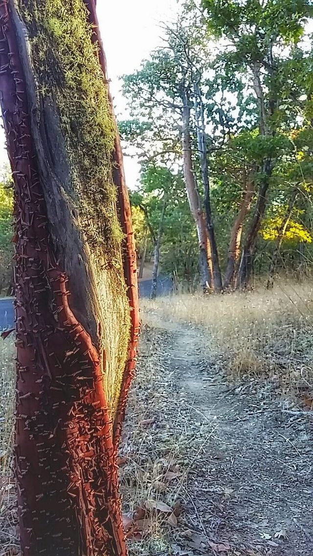 A narrow dirt trail beside the red trunk of a manzanita near Cady Road.