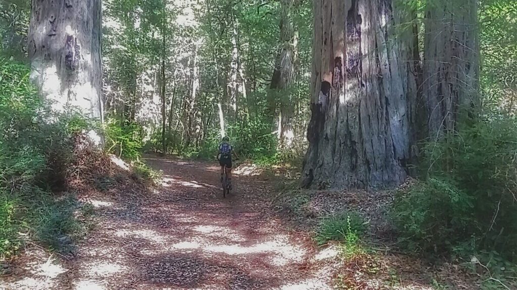 It is scenic though. And, cool. The majority of the climb is shaded by a mix of Redwoods, Cedars, Firs, Madrones, and Oaks.