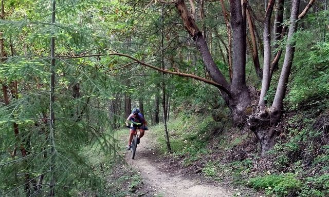 A mountain biker descends narrow singletrack through madrone and fir forest.