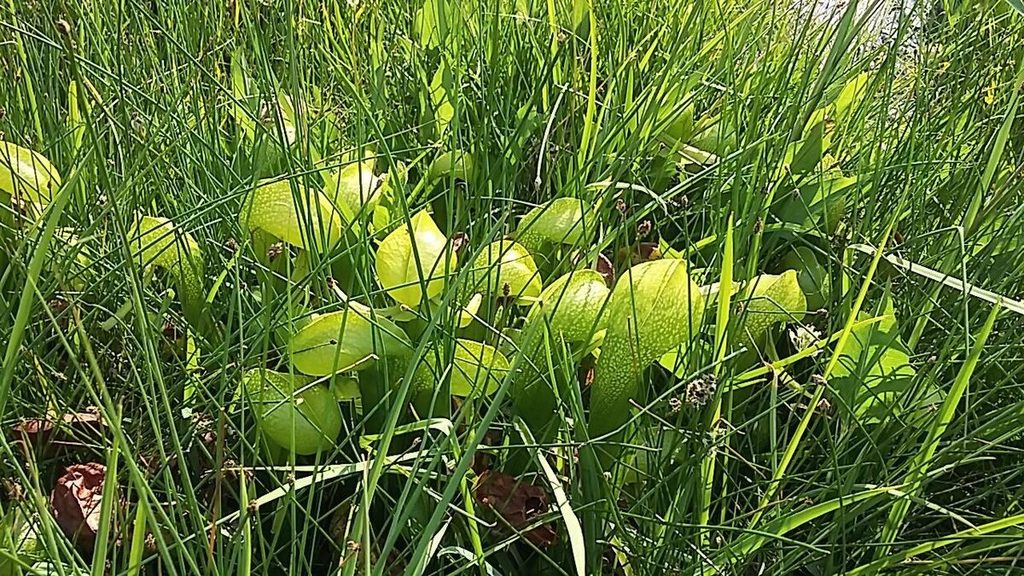 I do, however, have an idea what these are. Alien pods!! We're being invaded.  Probably not.  And, if not, then I don't know what these are either.