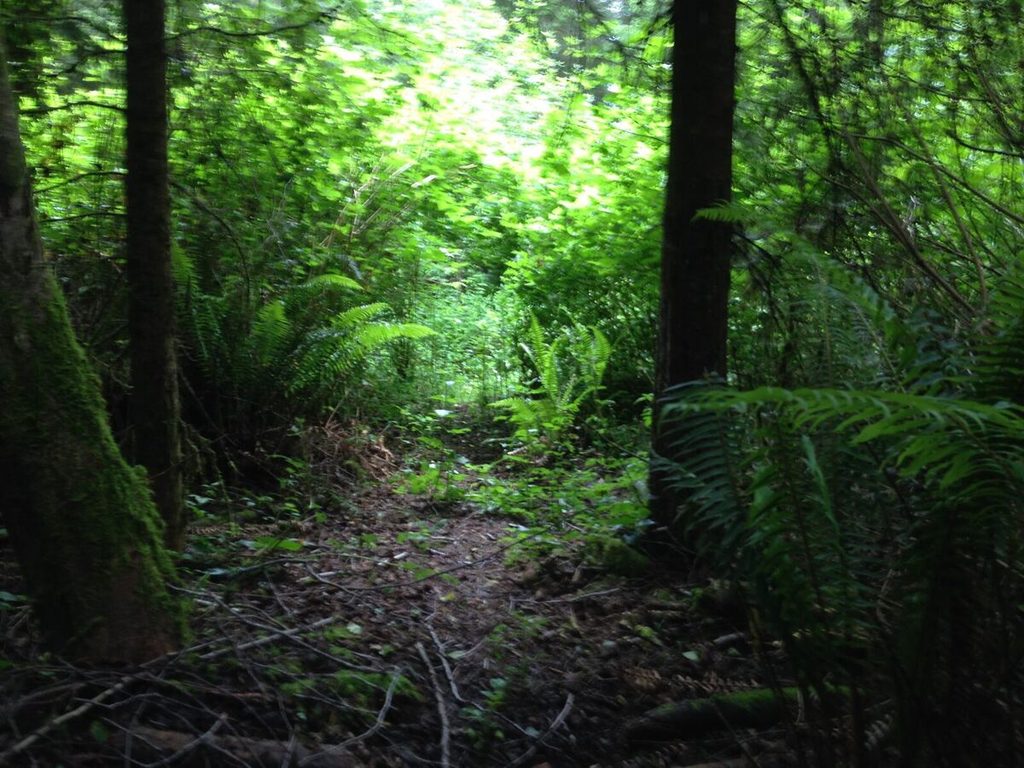 The forest density comes and goes.