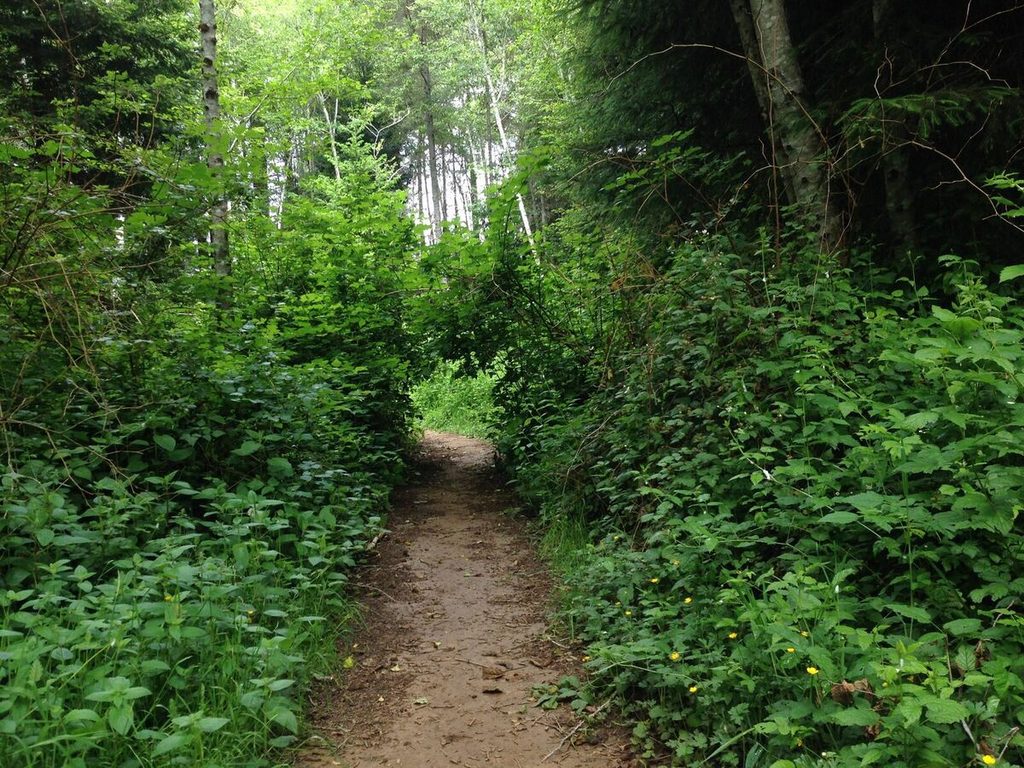 Old logging road turned trail.