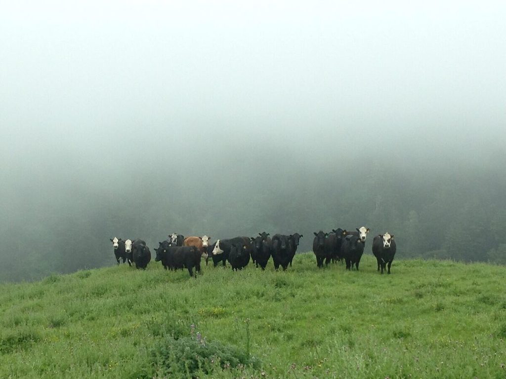 Cows weren't sure what to think of me.