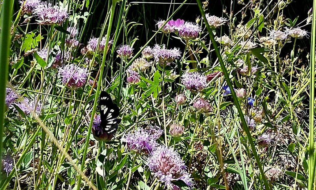 8 Butterfly