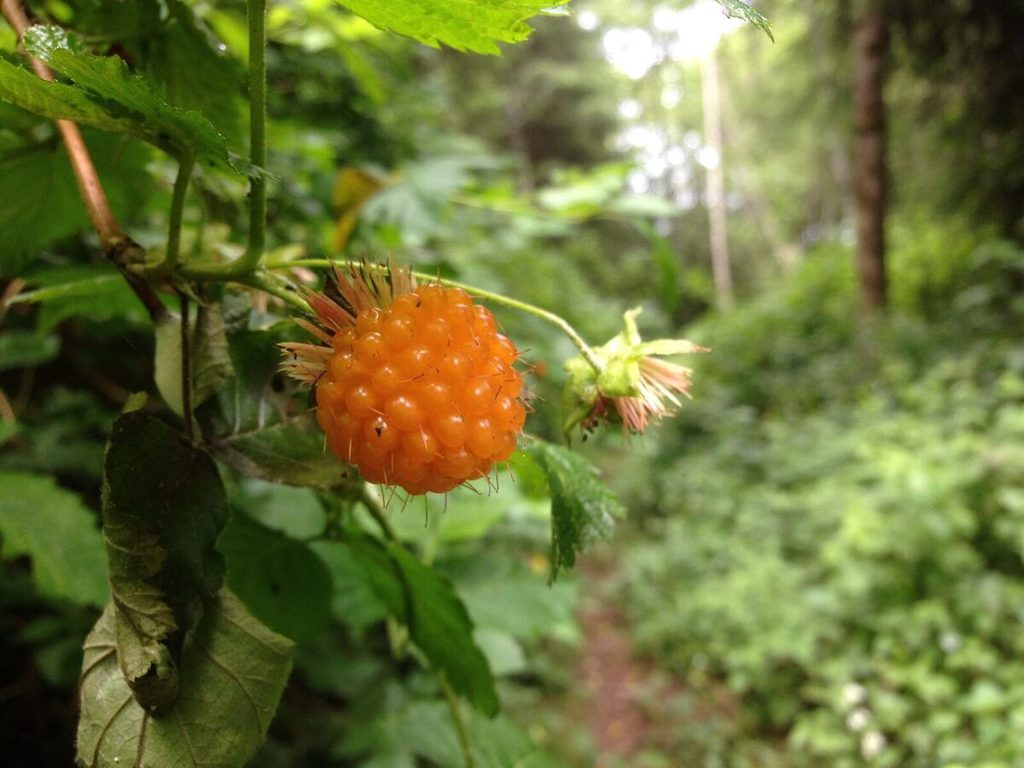 Salmonberry.