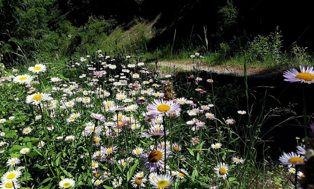 14-daisies
