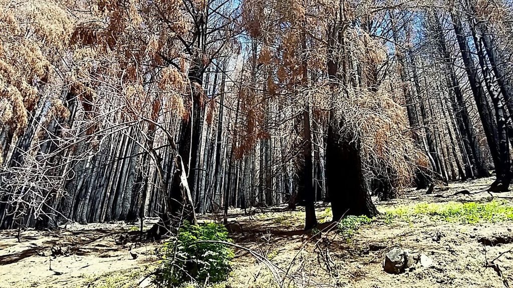 Did I mention the wild fire? We rode through miles alternating between wiped out forest and lush green goodness.
