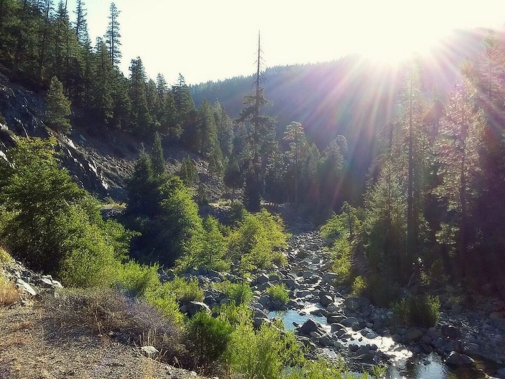 2 Sunburst