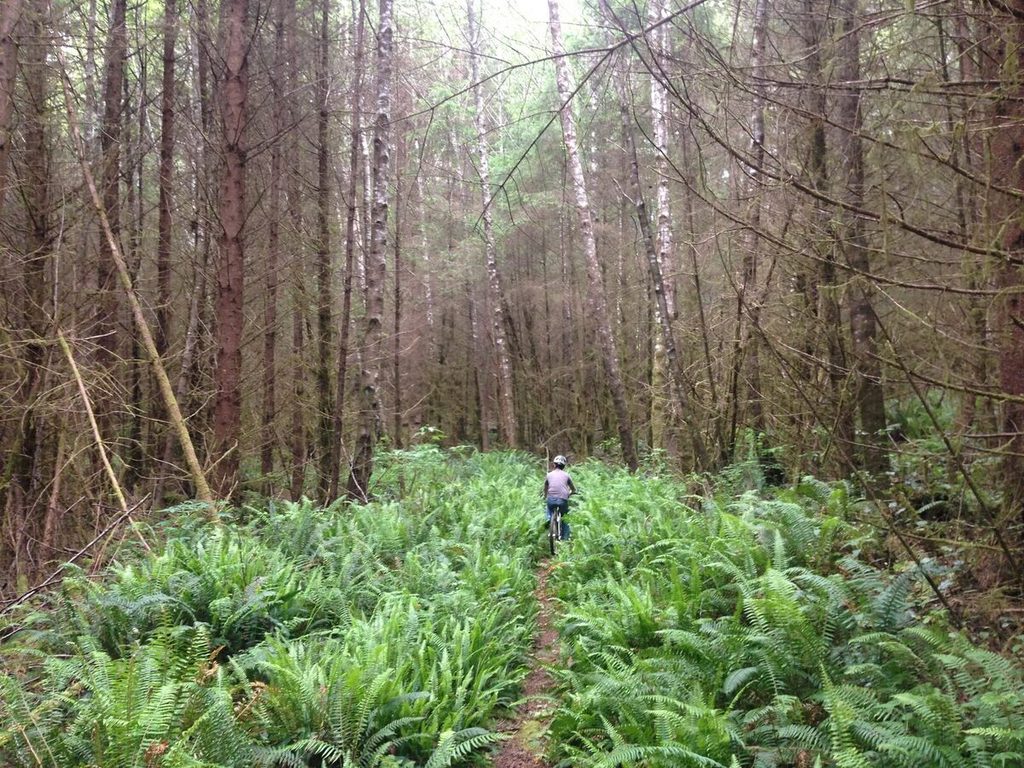 No shortage of ferns.