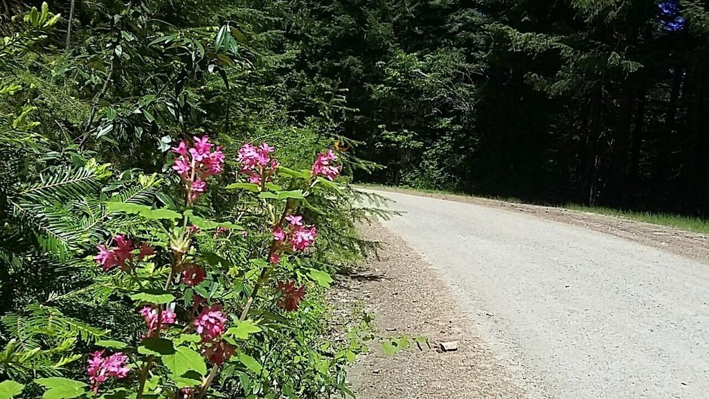 That spunkiness pretty much disappeared as we started the 14 miles of nearly continuous climbing that would see us gain about 4000'. But, look! More pretty flowers.