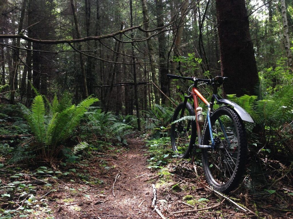 The forest gets dark in spots.