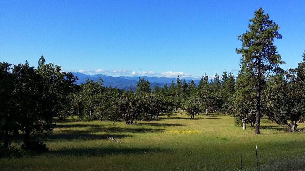 6 Meadow