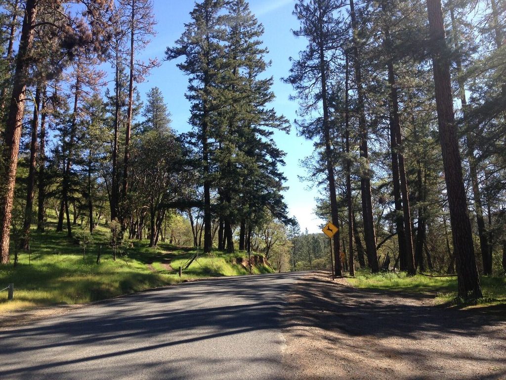Sterling Creek Road curving through pine forest near Buncom.