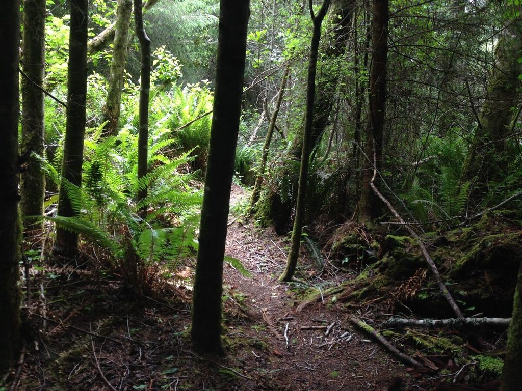 Ferns and trees.