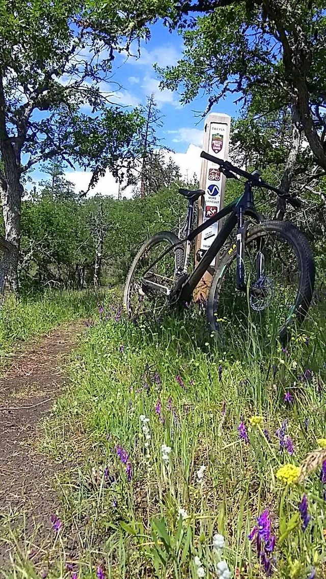 After a day off for running (hey Granite Man is in 2 weeks), I took a lap around Roxy Ann. More wildflowers, yes. But, more importantly, new PR's on a few different segments. I was starting to like this new bike thing a little more.