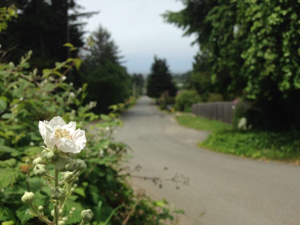 Just another species of flora that can be found growing all over the place around here.