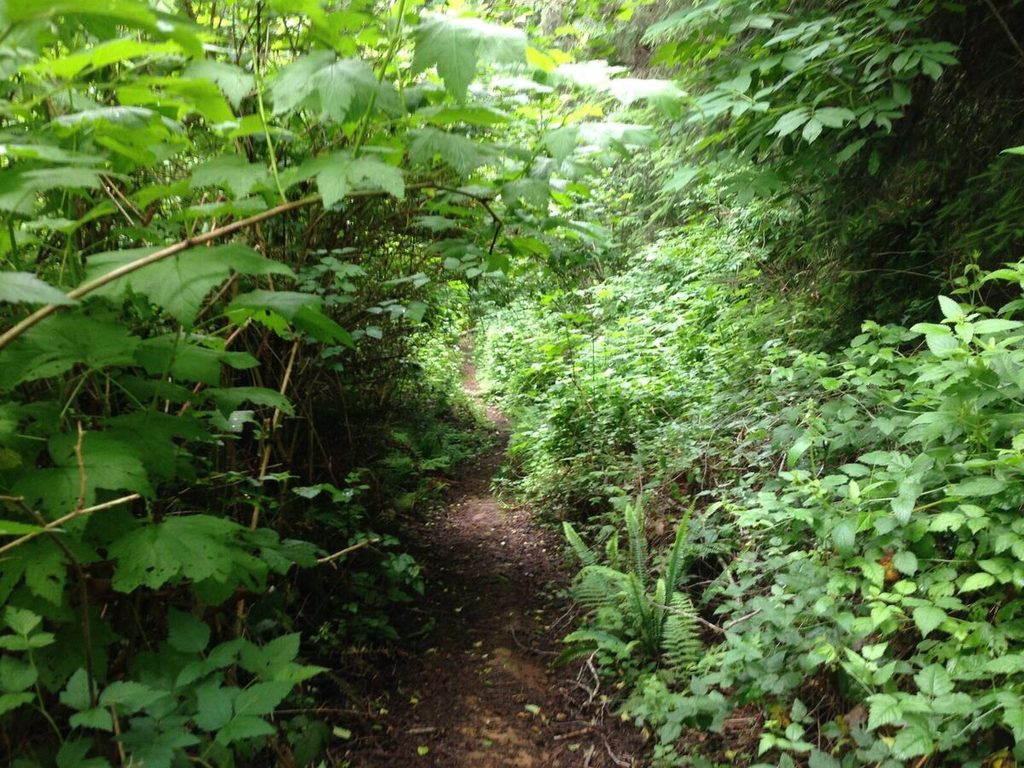 Things can get overgrown quickly here.