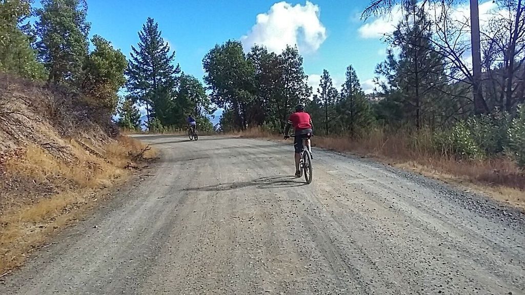 Riders on a wide gravel road through pines and oaks.