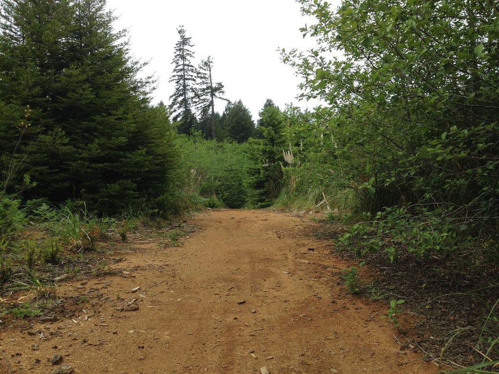 More hardpack clay logging roads.