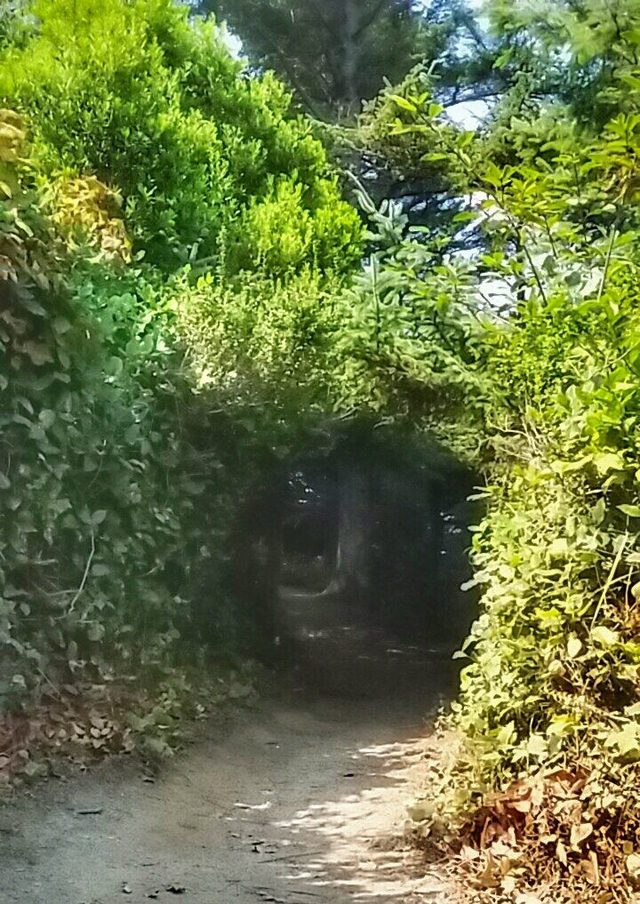 Most of the hiking trail around the big rock known as Trinidad Head has been cut through the brush, creating some cool tunnels and tall sidewalls.