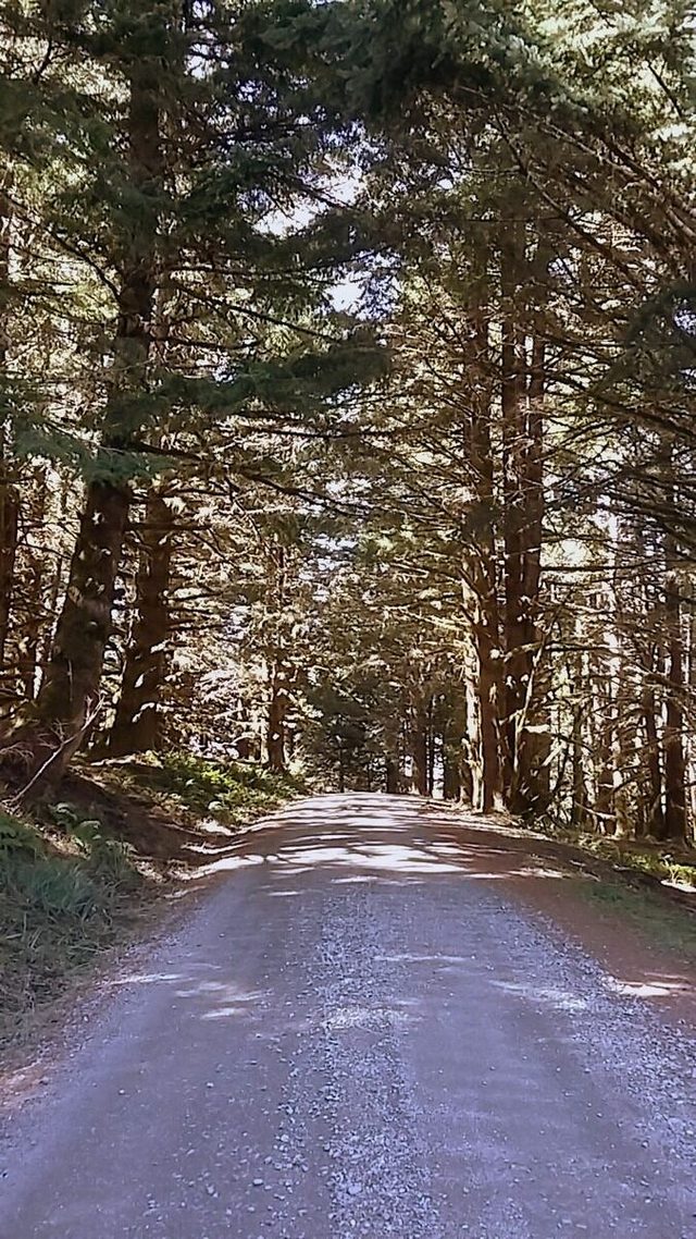 15 Canopy