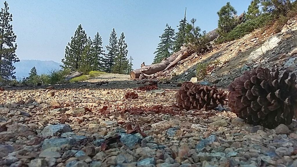 And, more gravel.....and pine cones!!