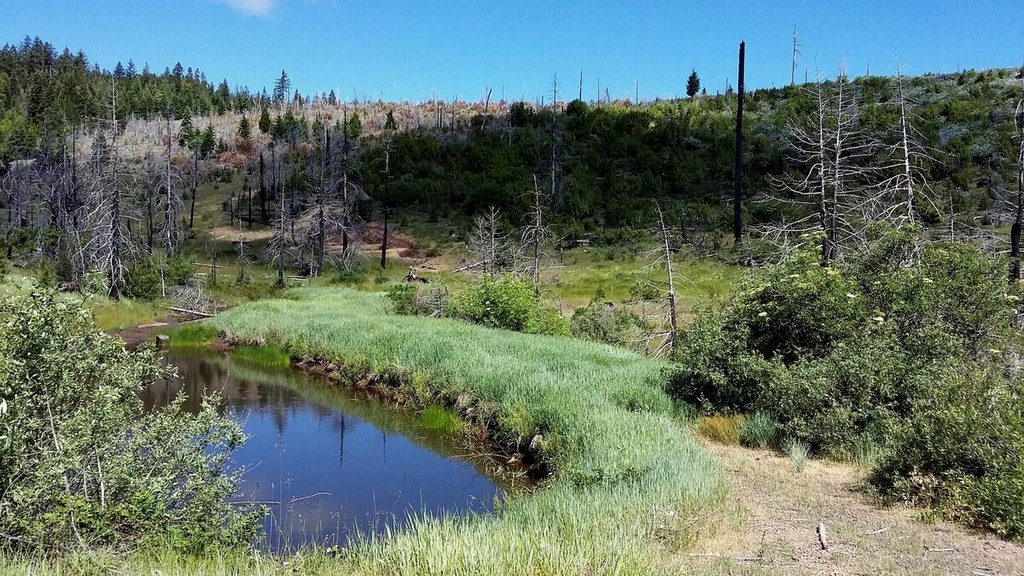 11 Pond