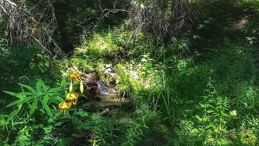 I'm never one to pass up an excuse to take a short break on a long hill. Hey! That flower and creek needed to be photographed!