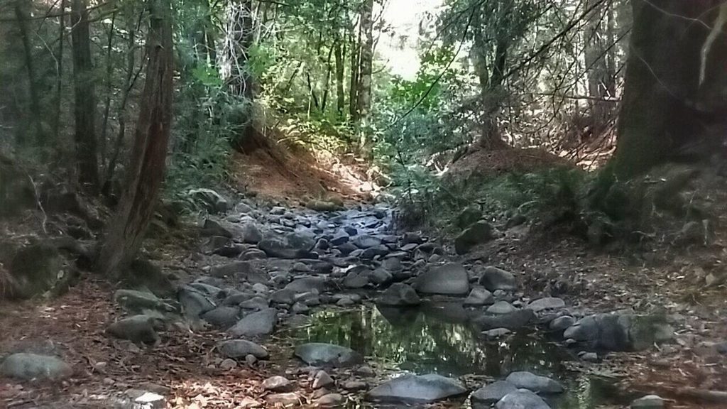 Albee Creek is barely more than a trickle right now.