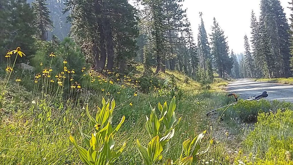 Finally, I decided I better get back to camp. But, not before I found some crazy wildflowers.  Just wait.....
