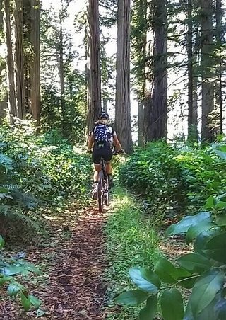 One of the things I miss about living on the coast is the lush forests with their needle covered trails.