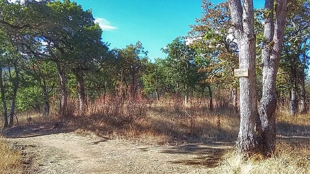 A wide dirt trail under oak trees in Beekman Woods.