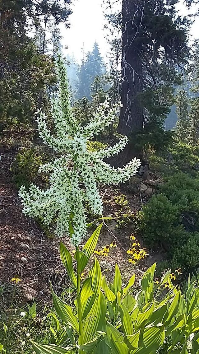 Crazier wildflower. I have no idea what this is.
