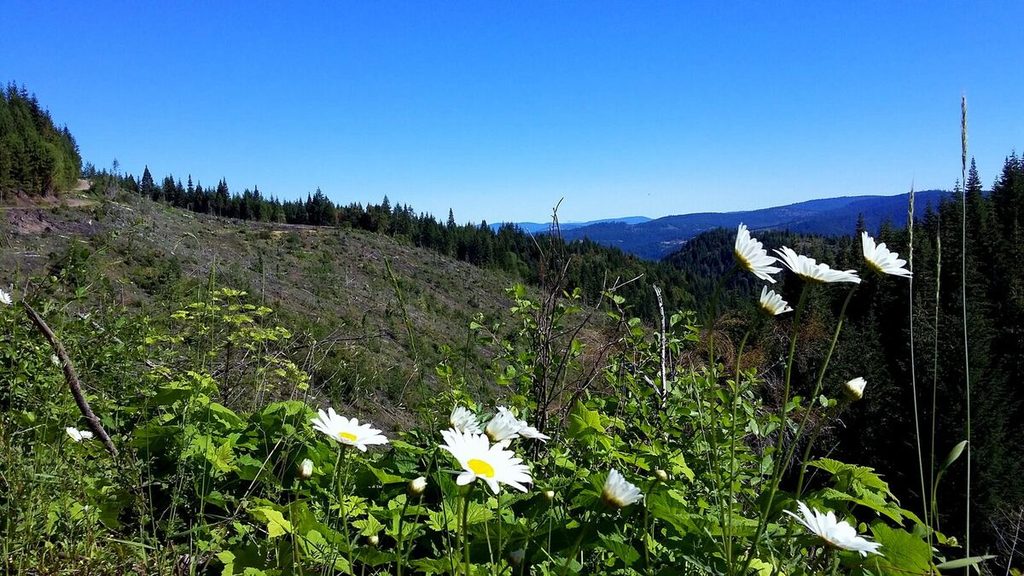 9 Daisy