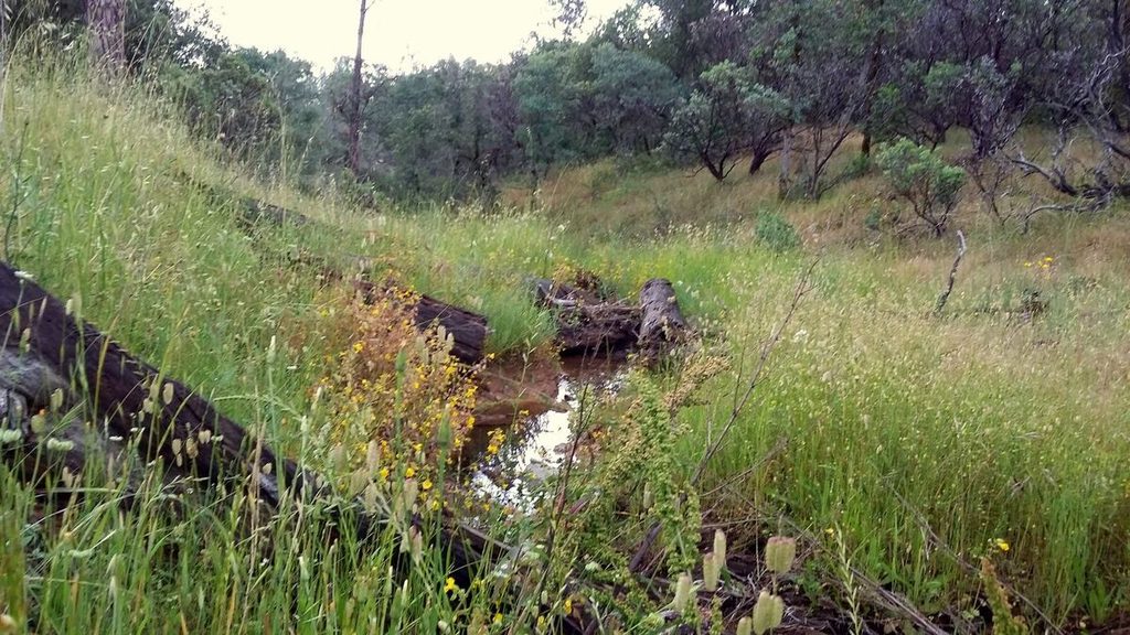 Cougar Water Hole