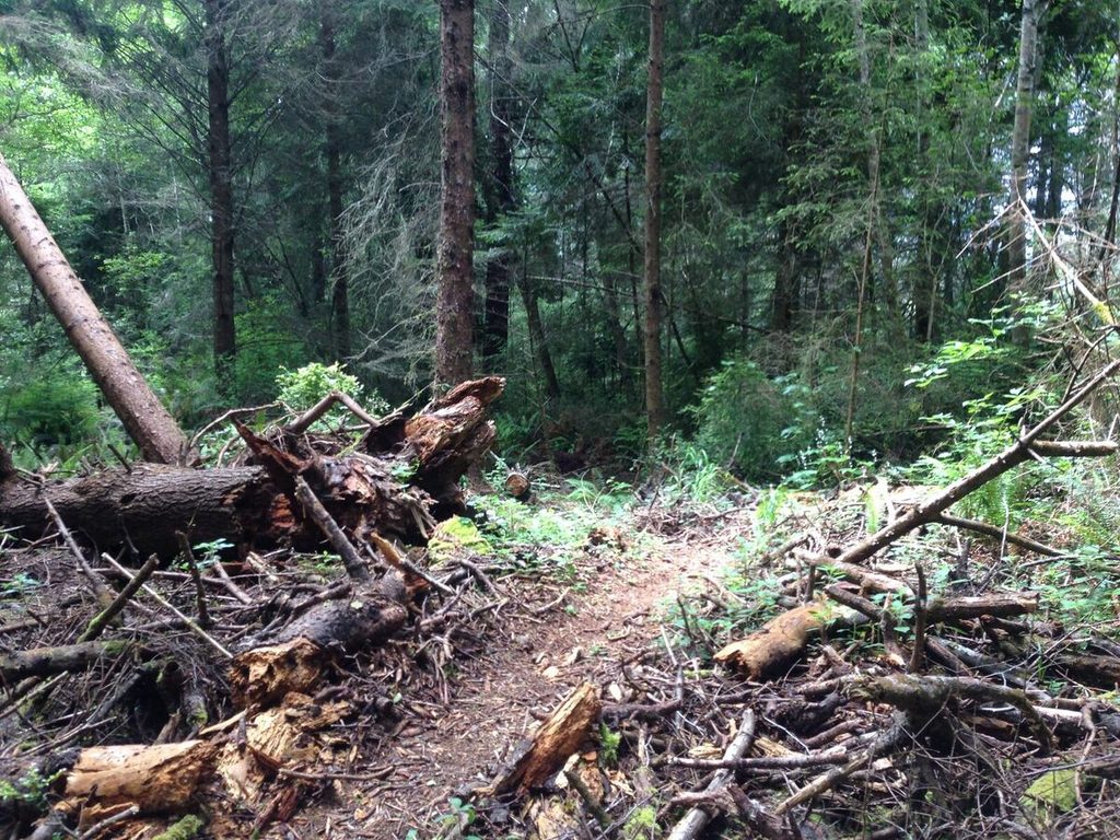 Massive rotted spruce that finally gave way recently.